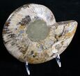 Beautiful Split Ammonite Pair - Agatized #6406-3